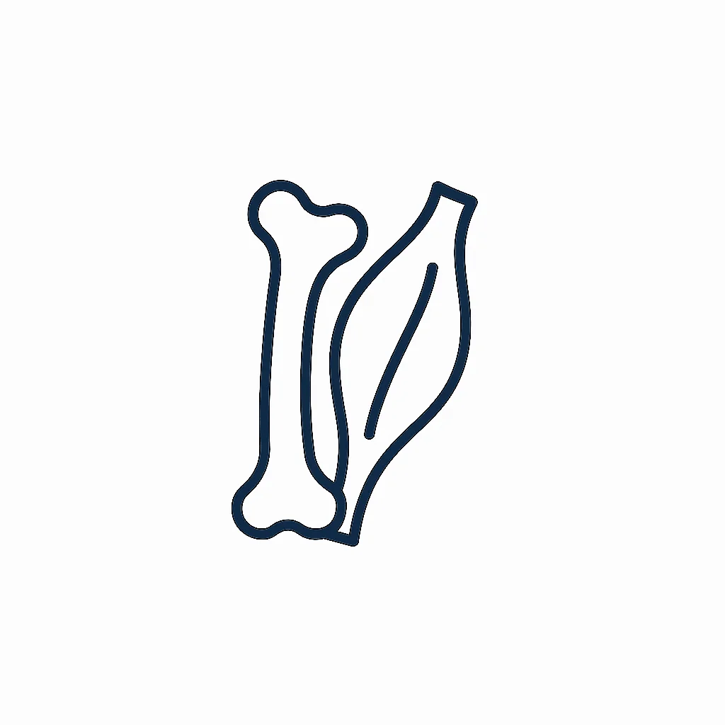 SECTION C The Musculoskeletal System